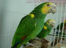 Yellow Shouldered Amazons for Sale
