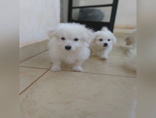  Toy Poodle Cross Pomimo Puppies, Nairobi -  Kenya