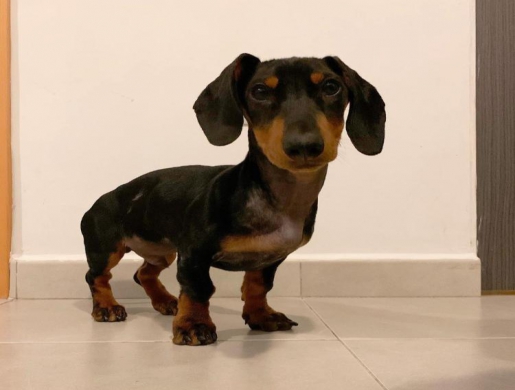 Advertentie: (E-mail: kcpuppyeu@gmail.com)  Koop een teckel puppy, Namibe -  Algeria