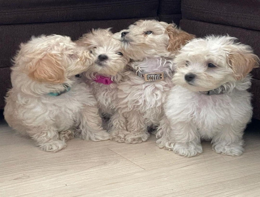 Annonce: (Email: kcpuppyeu@gmail.com) Acheter chiot maltipoo, Namibe -  Algeria