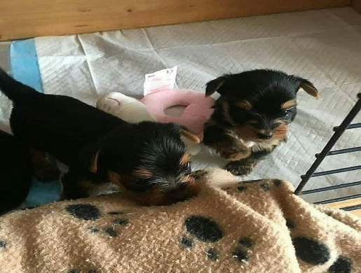 Annuncio: (Email: kcpuppyeu@gmail.com) Acquista cuccioli di Yorkshire Terrier e mini cani Yorkshire Terrier in vendita, Namibe -  Algeria
