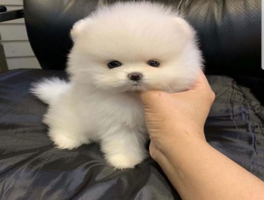 Awesome Teacup pomeranian puppies ready now, Nairobi -  Kenya