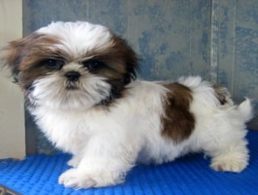 Awesome Teacup Shih Tzu puppies for sale, Nairobi -  Kenya