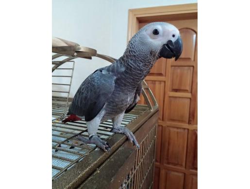 Beautiful Male and Female African Grey Parrots for sale, Nairobi -  Kenya