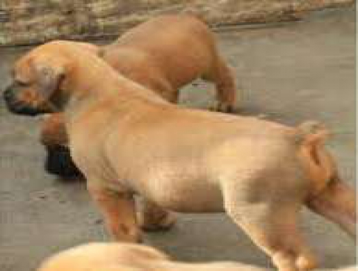 Boerboel Puppy For Sale, Nairobi -  Kenya
