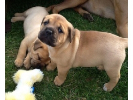 Bullmastif Puppies, Nairobi -  Kenya