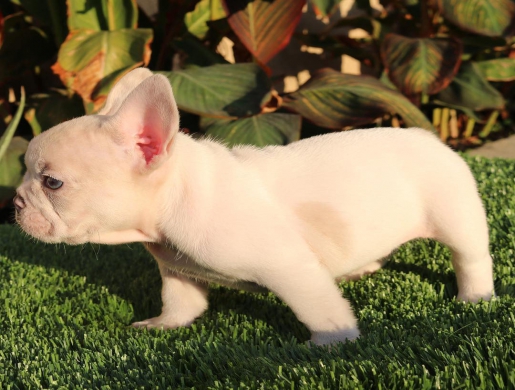 Buy French BullDogs Online, Nairobi -  Kenya