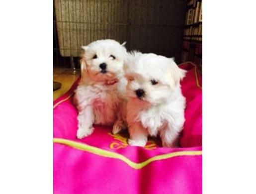 Charming Maltese Puppies , Nairobi -  Kenya