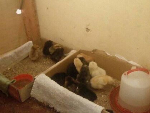 Day old chicks, Nairobi -  Kenya