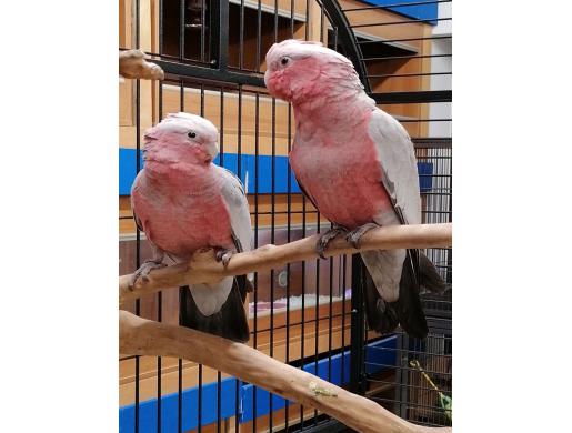 Friendly Super Tame Galah Cockatoo Parrots, Nairobi -  Kenya