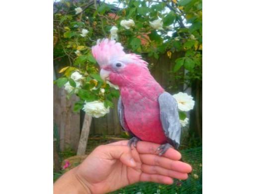 Friendly Super Tame Galah Cockatoo Parrots, Nairobi -  Kenya