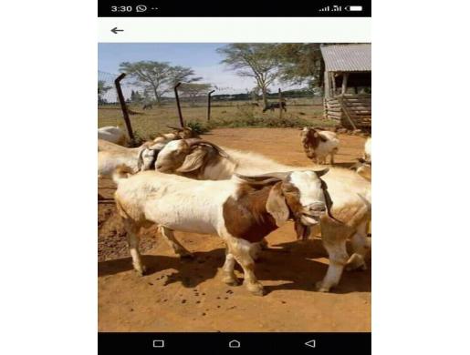 Goats and sheep , Kampala -  Uganda