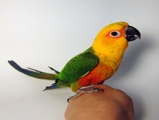 Jenday Conure for Sale, Nairobi -  Kenya