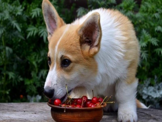 Pembroke Welsh Corgi Puppies for Sale.(WhatsApp:+17603063176), Johannesburg -  South Africa