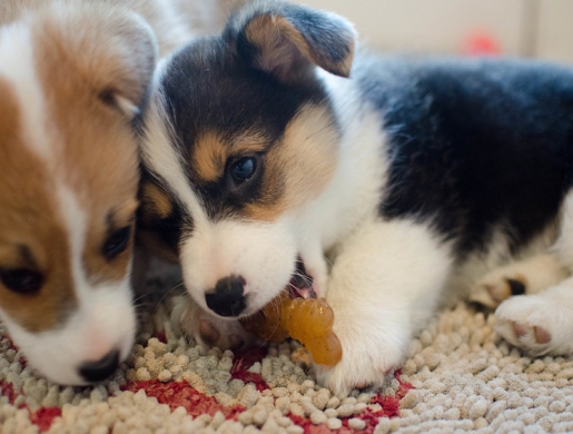 Pembroke Welsh Corgi Puppies for Sale.(Text/WhatsApp:+17603063176), Nairobi -  Kenya