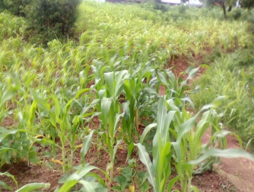 PLOT FOR SALE, Blantyre -  Malawi