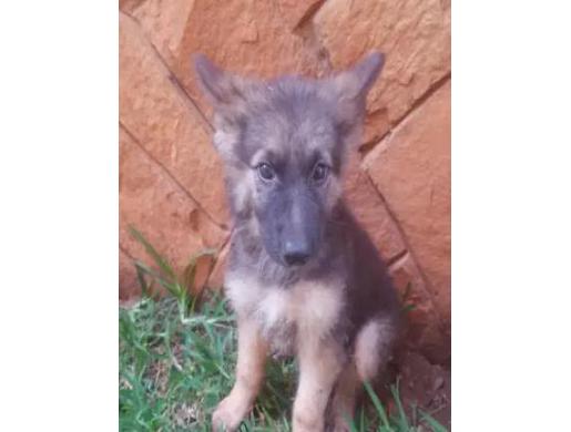 Pure male German sherperd puppies, Kampala -  Uganda