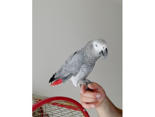 Talkative male and female African Grey parrots available now for sale, Nairobi -  Kenya