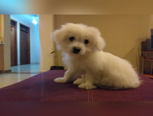 Toy Poodle Cross Pomimo Puppies, Nairobi -  Kenya