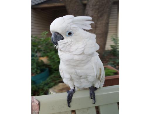 Very Friendly Umbrella Cockatoo Parrots for Sale, Nairobi -  Kenya