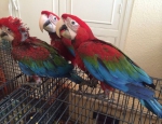 Adorable greenwing macaw parrots