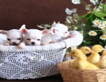 Advertentie: (E-mail: kcpuppyeu@gmail.com) Koop chihuahua-puppy's en mini-chihuahua's te koop