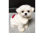 Annuncio: (Email: kcpuppyeu@gmail.com) Acquista cuccioli di barboncino e mini barboncini in vendita