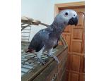 Beautiful Male and Female African Grey Parrots for sale