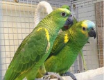 Blue Fronted Amazon Parrot With Cage