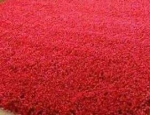 Carpets 