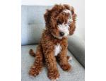 cavapoo puppies