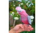 Friendly Super Tame Galah Cockatoo Parrots