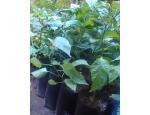 Fruit trees for sale