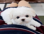 Outgoing Teacup Maltese Puppies Available for sale