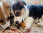 Pembroke Welsh Corgi Puppies for Sale.(Text/WhatsApp:+17603063176)