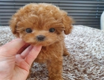 Potty Trained Male and female Toy Poodle Puppies for sale