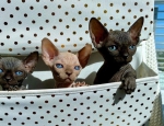 Sphynx kittes for sale