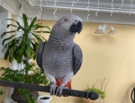 Talkative male and female African Grey parrots available now for sale