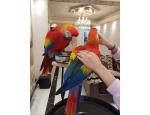 Talking and Singing Scarlet Macaw Parrots for sale