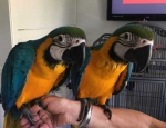 Talking Blue and Gold Macaw parrots for good homes now