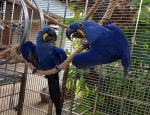 Tamed Hyacinth Macaw Parrots available for sale