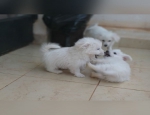 Toy Poodle Cross Pomimo Puppies