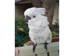 Very Friendly Umbrella Cockatoo Parrots for Sale