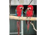 We have beautiful male and female Greenwing Macaw parrots for sale